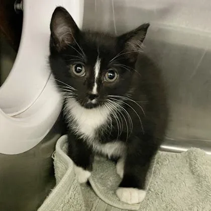 A baby small-sized female Domestic Short Hair cat named Taffeta for adoption in Wheaton, IL