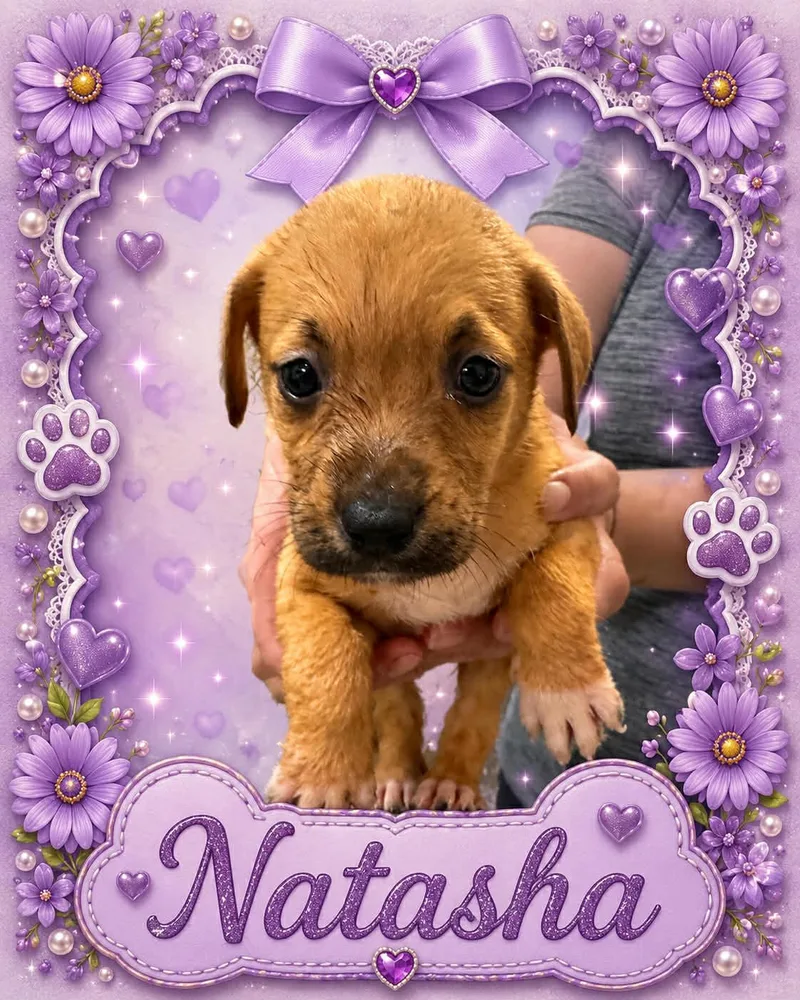 A baby medium-sized female Red / Chestnut / Orange Australian Cattle Dog / Blue Heeler dog named Natasha for adoption in Bowie, TX