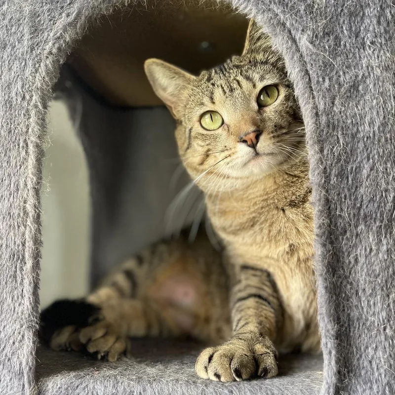 An adult medium-sized female Tabby (Brown / Chocolate) Domestic Short Hair cat named Pearl for adoption in Columbus, OH