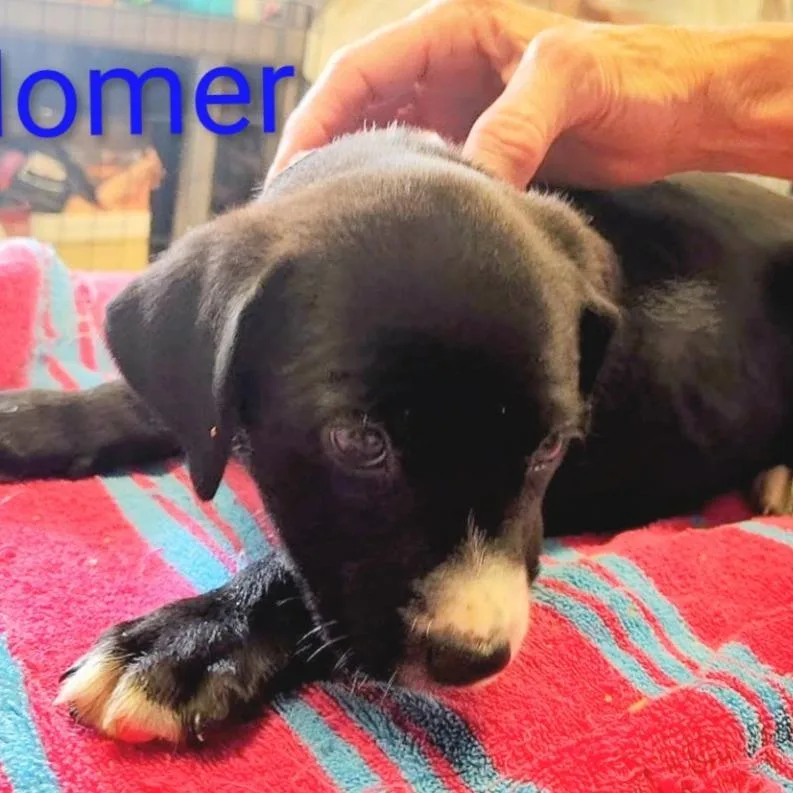 A baby small-sized male Black Mixed Breed dog named Homer for adoption in Grand Rapids, MI