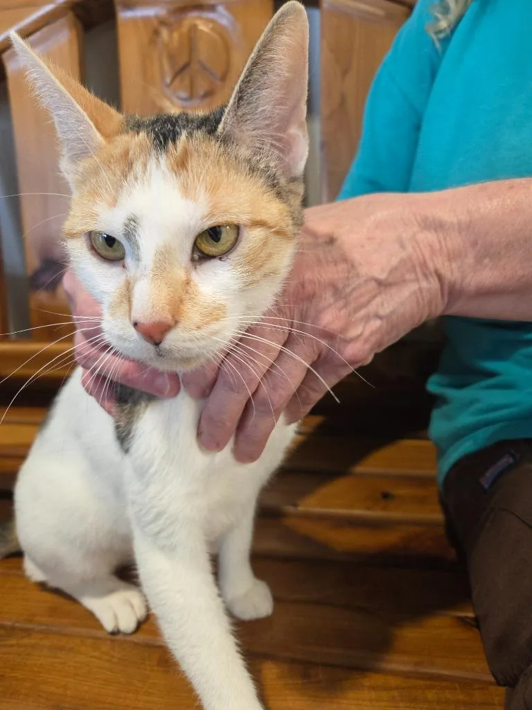 A young small-sized female Domestic Short Hair cat named Popcorn for adoption in Bossier City, LA