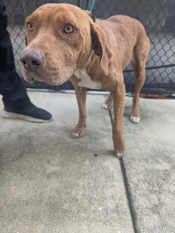 An adult medium-sized female Brown / Chocolate Mixed Breed dog named Kendall for adoption in Mobile, AL