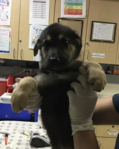 A baby small-sized female German Shepherd Dog dog named Ava for adoption in Riverside, CA