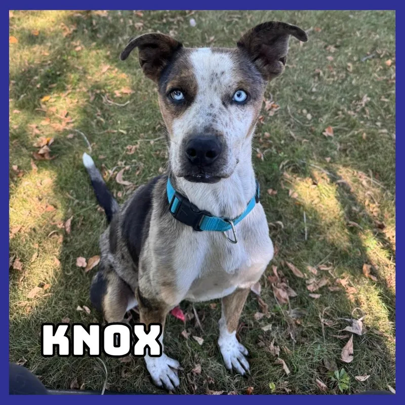 An adult medium-sized male Brown / Chocolate Catahoula Leopard Dog dog named Knox for adoption in Glenwood, MN