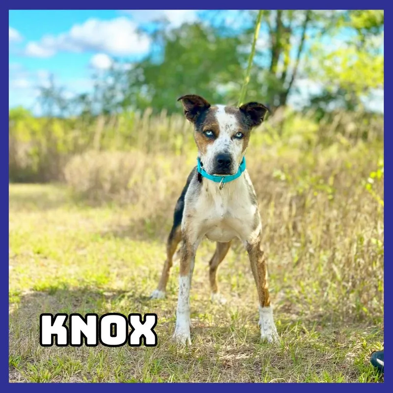 Knox thumbnail 2
