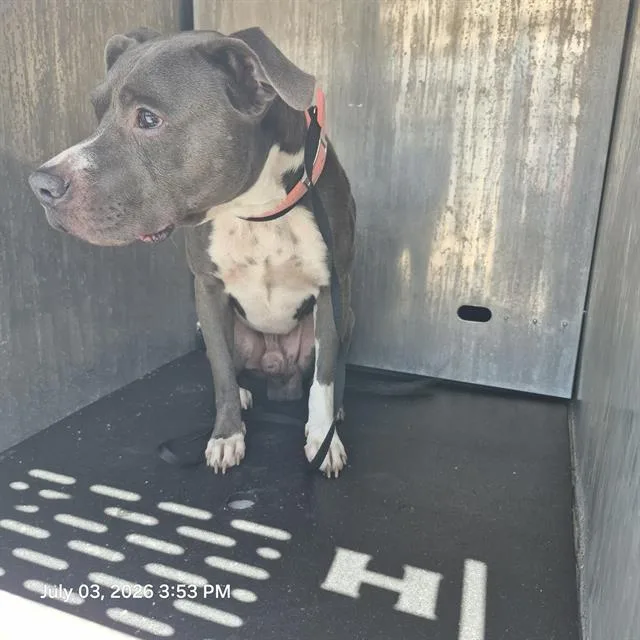 A young medium-sized male American Staffordshire Terrier dog named Spirit for adoption in San Antonio, TX