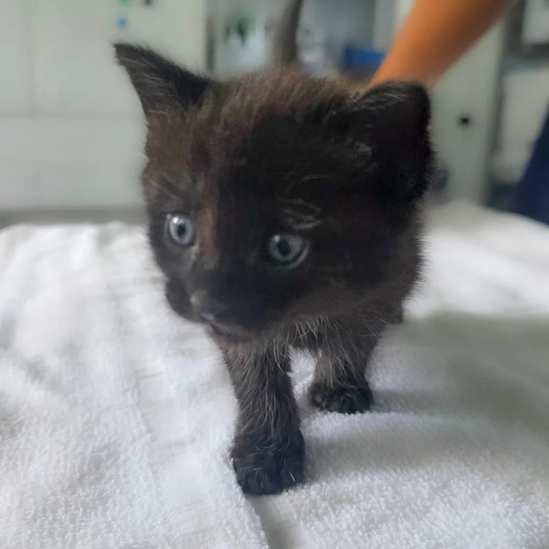 A baby small-sized male Black Domestic Short Hair cat named Binx for adoption in Chapel Hill, NC