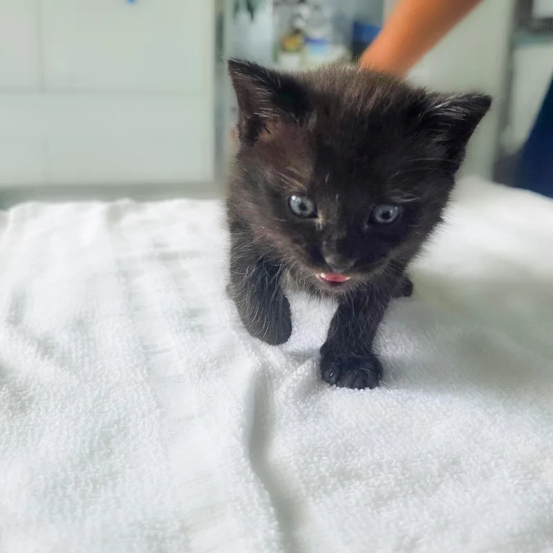 Binx thumbnail 2
