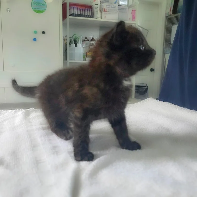 Binx thumbnail 3