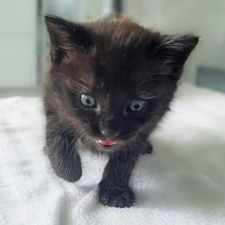 Binx thumbnail 4