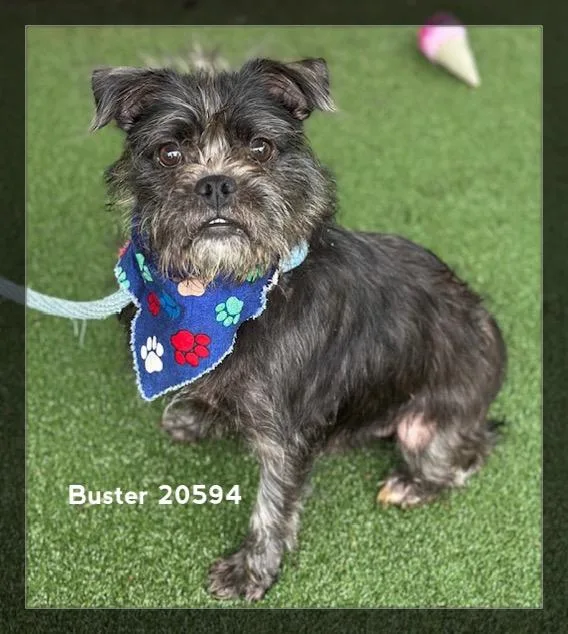 An adult small-sized male Gray / Blue / Silver Terrier dog named Buster for adoption in Marietta, GA
