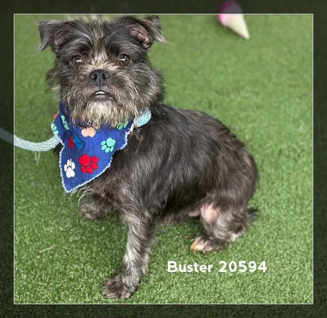 Buster thumbnail 2
