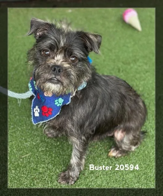 Buster thumbnail 3