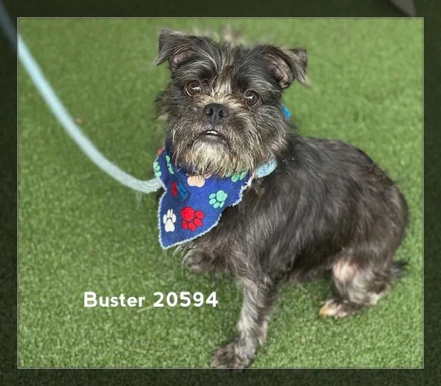 Buster thumbnail 4