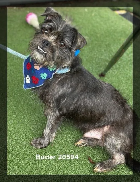 Buster thumbnail 5