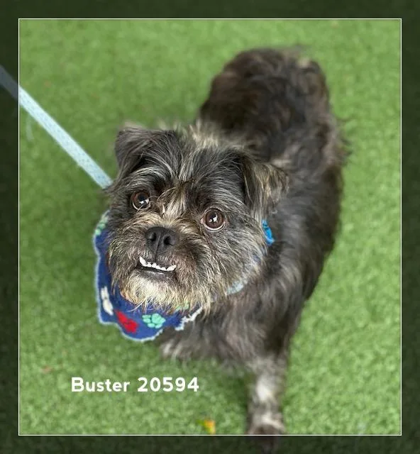 Buster thumbnail 6
