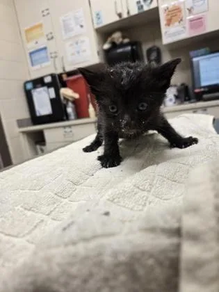 A baby small-sized male Domestic Short Hair cat named Ziggey for adoption in Westland, MI