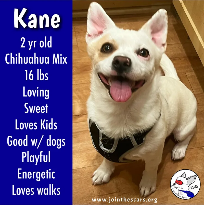 A young small-sized male White / Cream Chihuahua dog named Kane for adoption in Glendora, CA