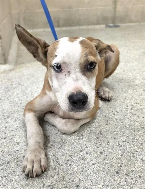 A young small-sized male Pit Bull Terrier dog named Simon for adoption in Conroe, TX