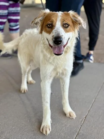 An adult medium-sized male White / Cream Mixed Breed dog named Jake for adoption in El Paso, TX