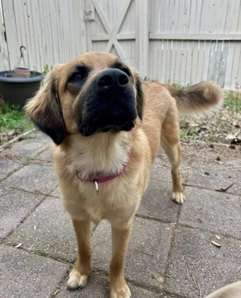 A young medium-sized female Labrador Retriever dog named Kenzie for adoption in Yorktown, VA
