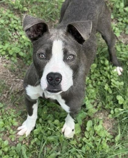 An adult medium-sized female American Staffordshire Terrier dog named Roo for adoption in San Antonio, TX