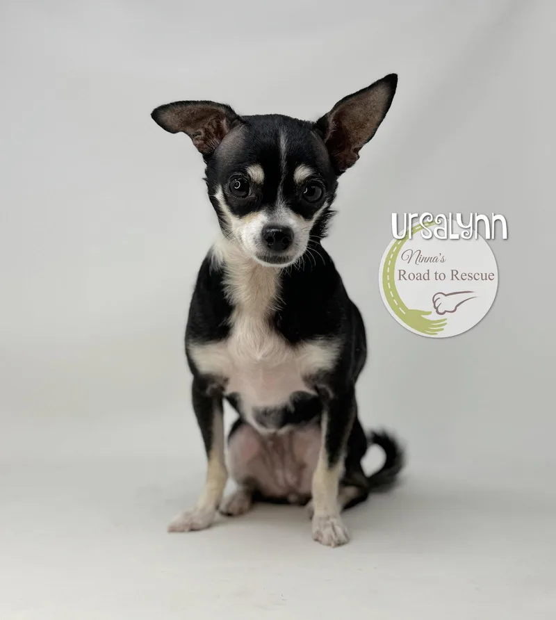 Ursalynn thumbnail 2