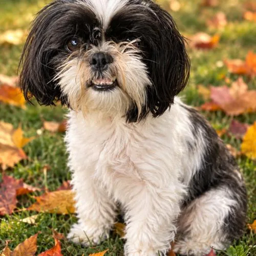 An adult small-sized female Shih Tzu dog named Penguin for adoption in Lincolnshire, IL