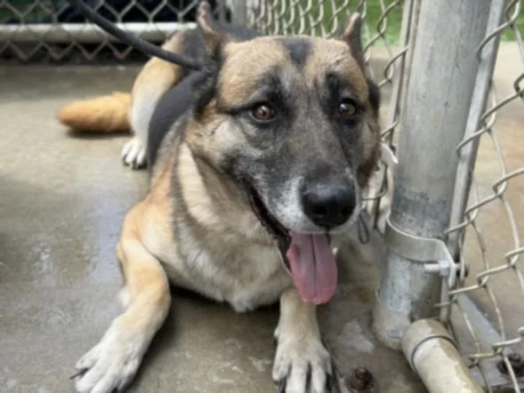 An adult large-sized female German Shepherd Dog dog named Wild Jill for adoption in Los Angeles, CA