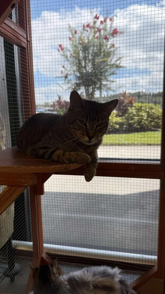 A young medium-sized female Domestic Short Hair cat named Tanner for adoption in Tampa, FL