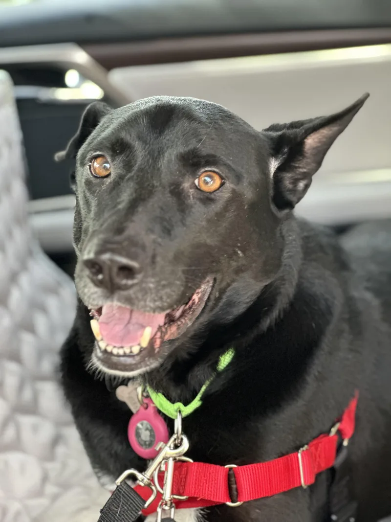 A young large-sized female Black Labrador Retriever dog named Shadow for adoption in Harrison, NY