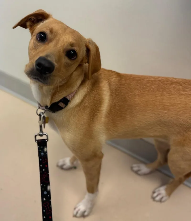 A young medium-sized female Labrador Retriever dog named Sandy for adoption in Belton, TX
