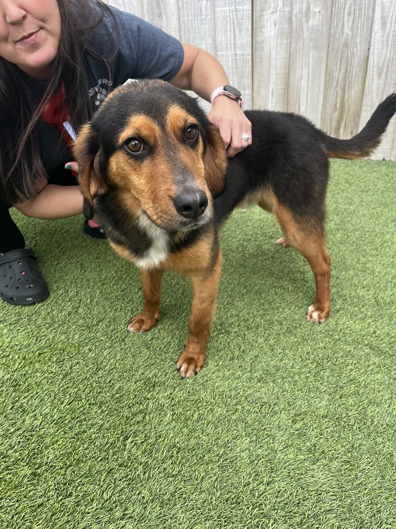 An adult medium-sized male Foxhound dog named Goofy for adoption in Aurora, IL