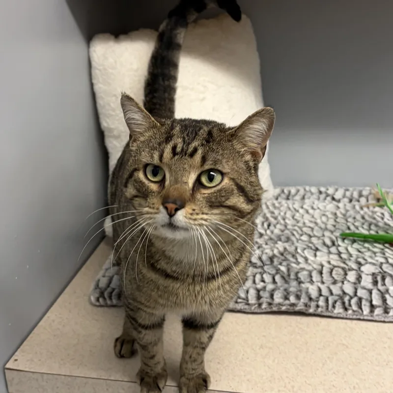 An adult medium-sized male Brown / Chocolate American Shorthair cat named O'malley for adoption in Scituate, MA