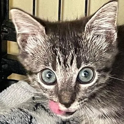 A baby small-sized female Brown / Chocolate Domestic Short Hair cat named Happy for adoption in Hawthorne, CA