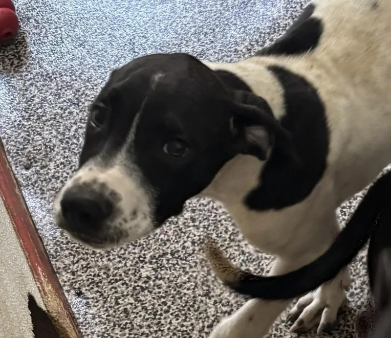 A baby medium-sized male Border Collie dog named Joey for adoption in Thompson Falls, MT
