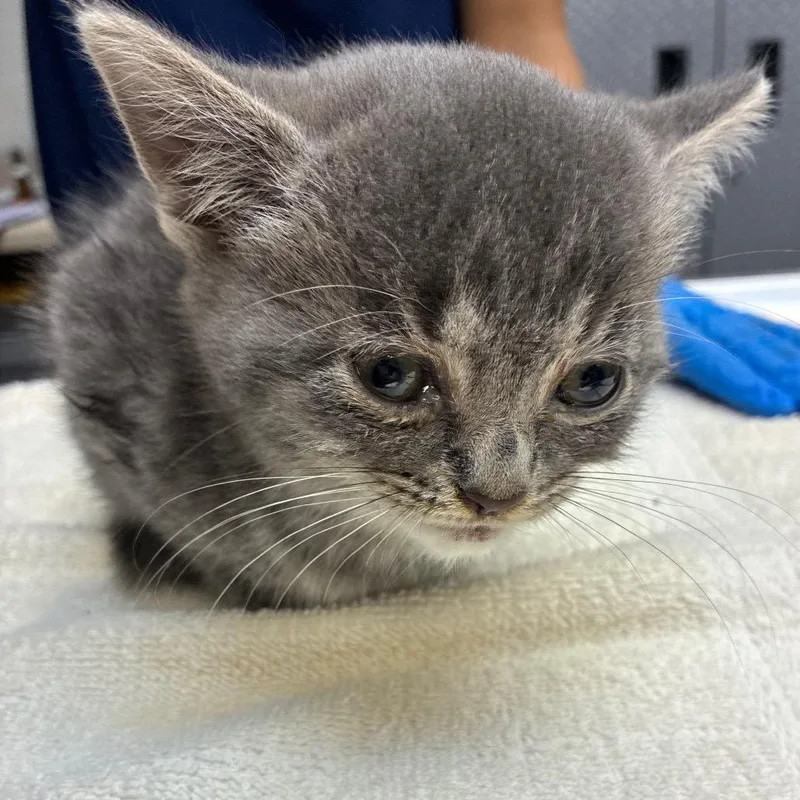 A baby small-sized male Gray / Blue / Silver Domestic Medium Hair cat named Captain Crunch for adoption in Newark, NJ