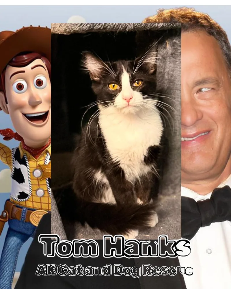 A baby small-sized male Domestic Medium Hair cat named Tom Hanks for adoption in Wasilla, AK