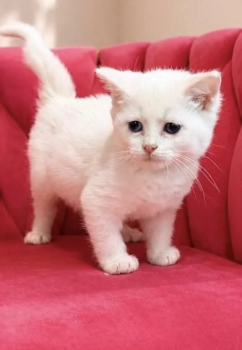 A baby small-sized female White Domestic Short Hair cat named Opal for adoption in Snyder, TX