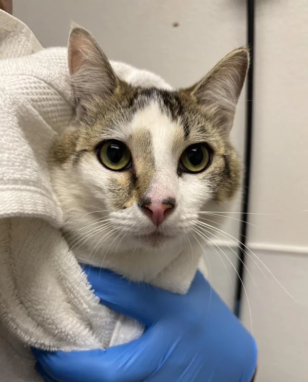An adult medium-sized male Domestic Short Hair cat named Working Cat Mr. for adoption in Silverdale, WA