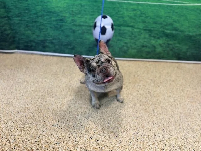 An adult small-sized female French Bulldog dog named Ruthy for adoption in Miami, FL