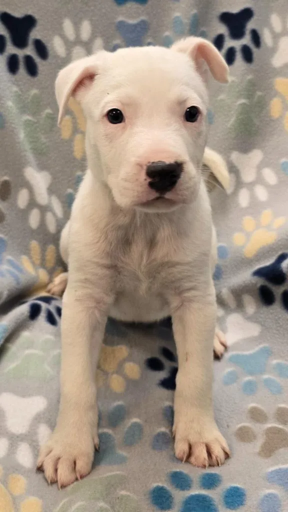 A baby large-sized male Pit Bull Terrier dog named Chocolate for adoption in Murphysboro, IL