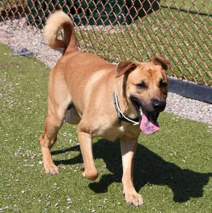 A young medium-sized male Mixed Breed dog named Taco for adoption in Athens, GA