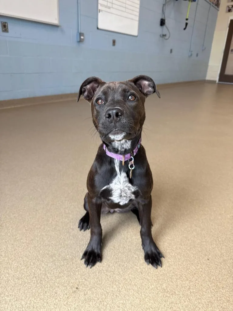 Carol