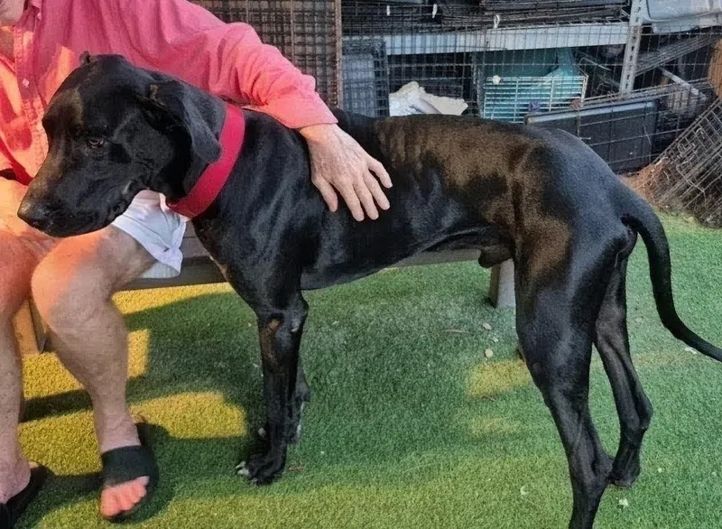 An adult extra large-sized male Great Dane dog named King for adoption in Oakland Park, FL