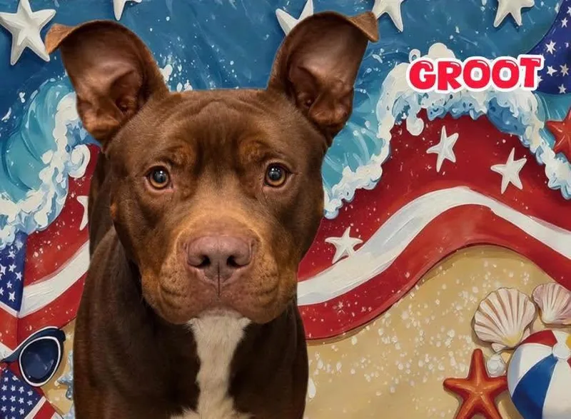 An adult medium-sized male Brown / Chocolate Mixed Breed dog named Groot for adoption in Flint, MI