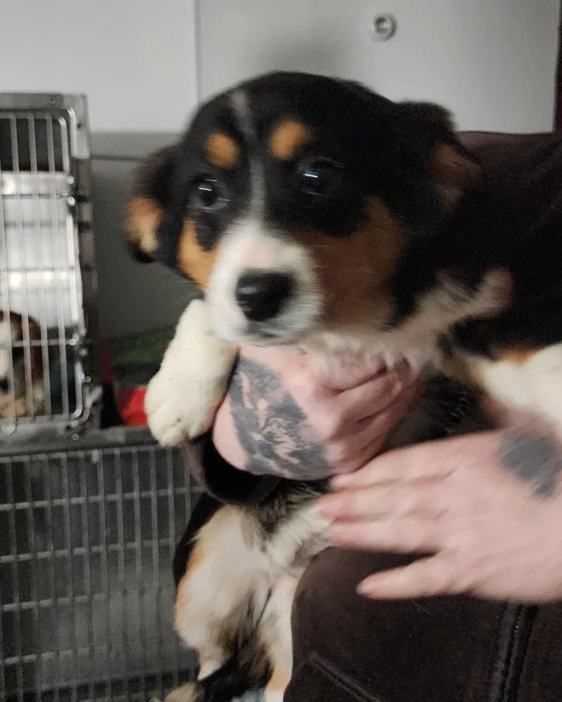 A baby medium-sized female Bicolor Corgi dog named Corgi Pup  Female for adoption in Egg Harbor City, NJ