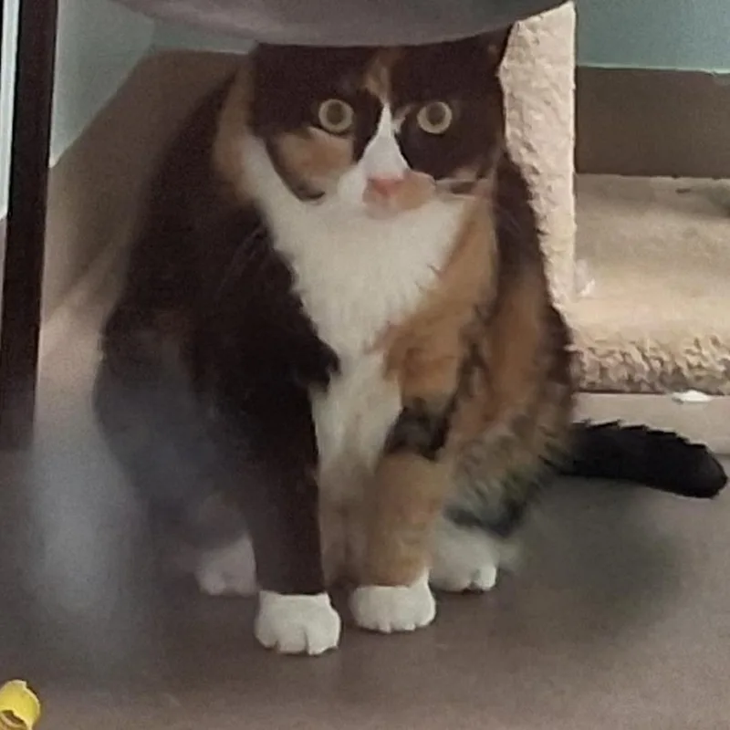 An adult large-sized female Calico Domestic Short Hair cat named Ree for adoption in Middlebury, VT
