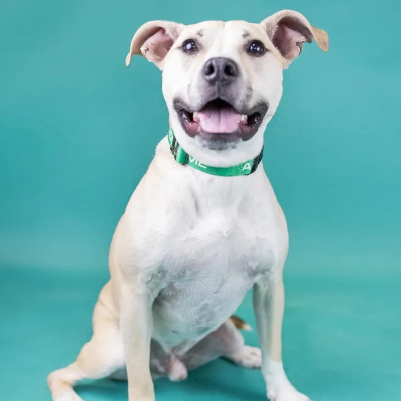 An adult medium-sized male Apricot / Beige Mixed Breed dog named Spike for adoption in Portland, OR
