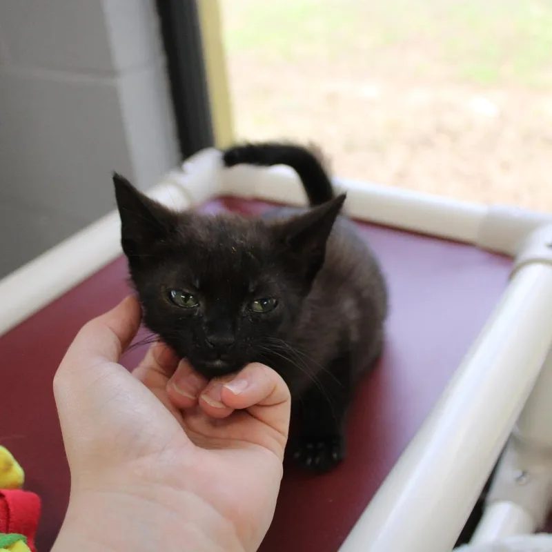 Purrince thumbnail 2